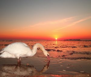 Preview wallpaper swan, water, sunset, sky, bird