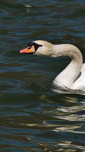 Preview wallpaper swan, water surface, bird