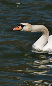 Preview wallpaper swan, water surface, bird