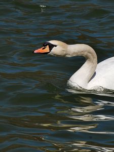 Preview wallpaper swan, water surface, bird