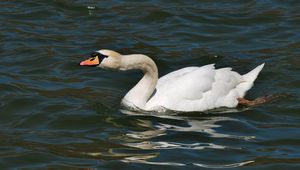 Preview wallpaper swan, water surface, bird