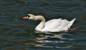 Preview wallpaper swan, water surface, bird