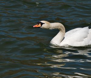 Preview wallpaper swan, water surface, bird