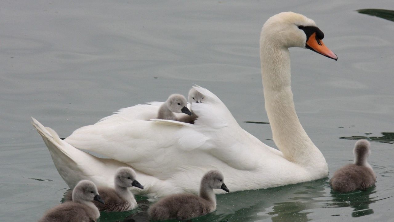 Wallpaper swan, water, swim, kids