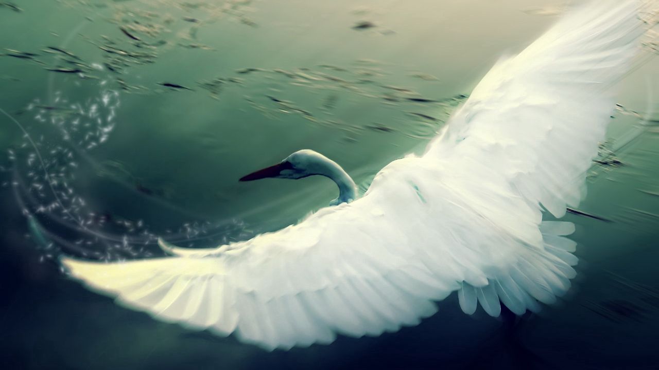 Wallpaper swan, water, wings, flap, bird