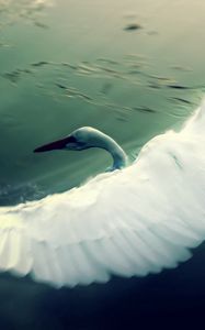 Preview wallpaper swan, water, wings, flap, bird