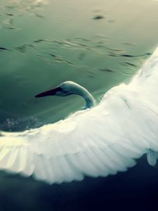 Preview wallpaper swan, water, wings, flap, bird