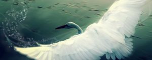 Preview wallpaper swan, water, wings, flap, bird