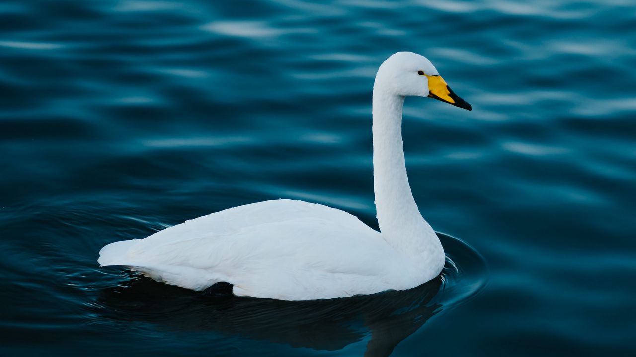 Wallpaper swan, white, bird, water