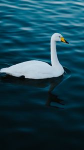 Preview wallpaper swan, white, bird, water