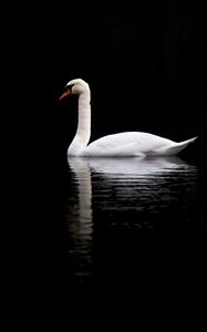 Preview wallpaper swan, white, lake, reflection, black, contrast, bird