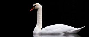 Preview wallpaper swan, white, lake, reflection, black, contrast, bird