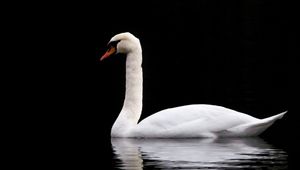 Preview wallpaper swan, white, lake, reflection, black, contrast, bird