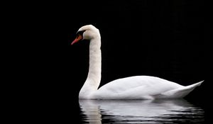 Preview wallpaper swan, white, lake, reflection, black, contrast, bird