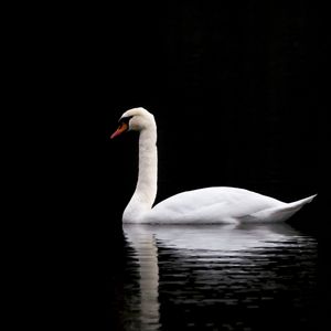 Preview wallpaper swan, white, lake, reflection, black, contrast, bird