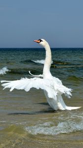 Preview wallpaper swan, wings, bird, swing, waves, beach