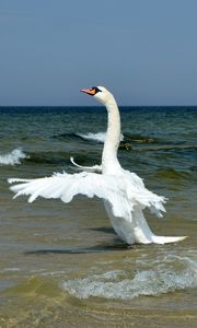 Preview wallpaper swan, wings, bird, swing, waves, beach