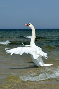 Preview wallpaper swan, wings, bird, swing, waves, beach