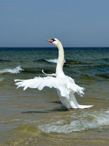 Preview wallpaper swan, wings, bird, swing, waves, beach