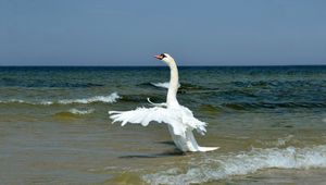 Preview wallpaper swan, wings, bird, swing, waves, beach