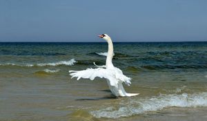 Preview wallpaper swan, wings, bird, swing, waves, beach