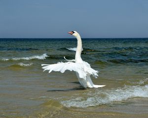 Preview wallpaper swan, wings, bird, swing, waves, beach