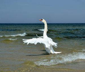 Preview wallpaper swan, wings, bird, swing, waves, beach