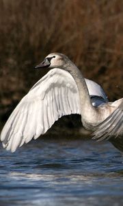 Preview wallpaper swan, wings, flap, mud, water, spray, splash