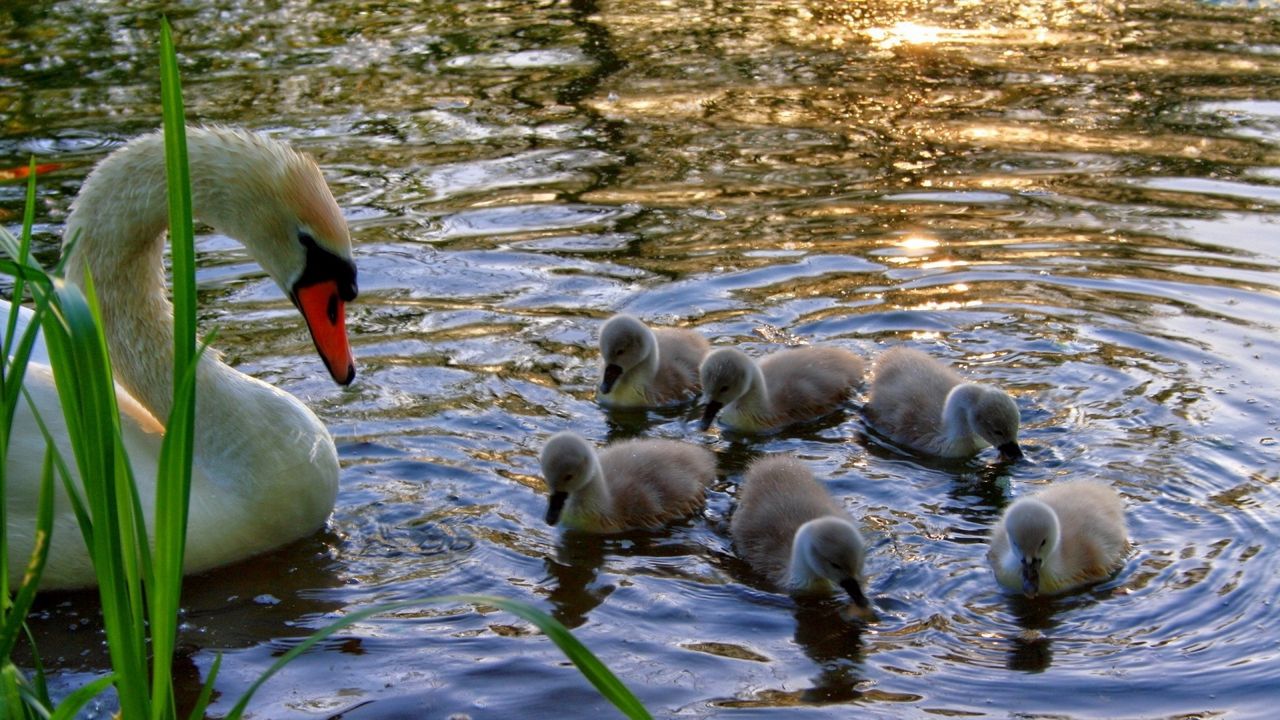 Wallpaper swan, young, chicks, water, grass