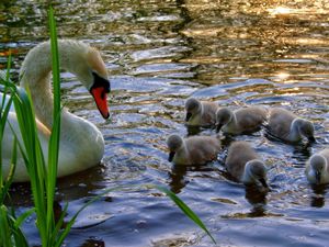 Preview wallpaper swan, young, chicks, water, grass