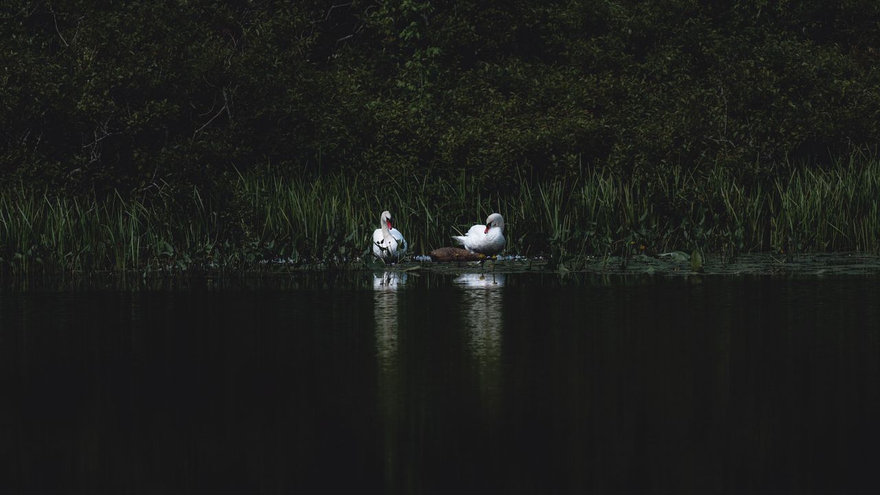 Wallpaper swans, bird, pond, grass