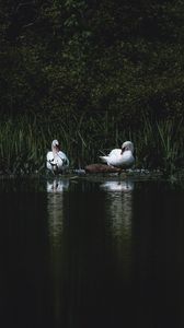 Preview wallpaper swans, bird, pond, grass