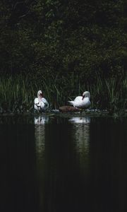 Preview wallpaper swans, bird, pond, grass