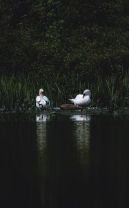 Preview wallpaper swans, bird, pond, grass