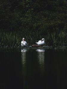 Preview wallpaper swans, bird, pond, grass