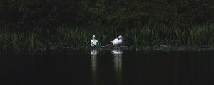 Preview wallpaper swans, bird, pond, grass