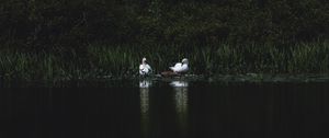 Preview wallpaper swans, bird, pond, grass