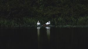 Preview wallpaper swans, bird, pond, grass