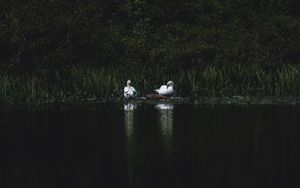 Preview wallpaper swans, bird, pond, grass