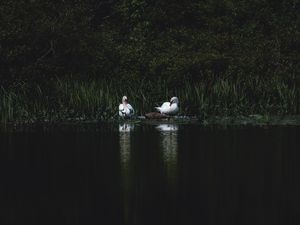 Preview wallpaper swans, bird, pond, grass