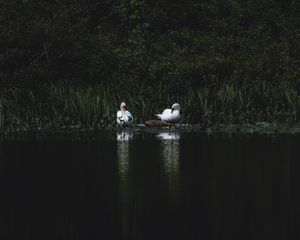 Preview wallpaper swans, bird, pond, grass