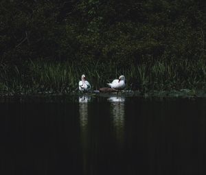 Preview wallpaper swans, bird, pond, grass