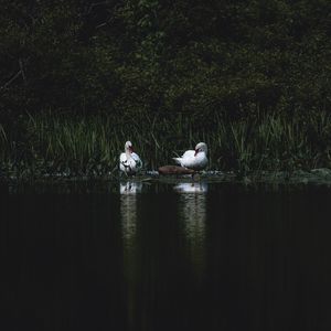 Preview wallpaper swans, bird, pond, grass