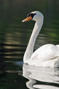 Preview wallpaper swans, birds, babies, swimming, family, care