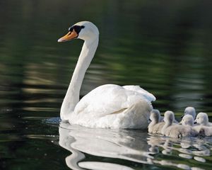 Preview wallpaper swans, birds, babies, swimming, family, care