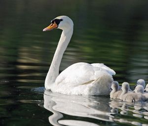 Preview wallpaper swans, birds, babies, swimming, family, care