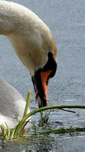 Preview wallpaper swans, birds, beak, water