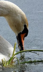 Preview wallpaper swans, birds, beak, water