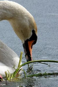 Preview wallpaper swans, birds, beak, water