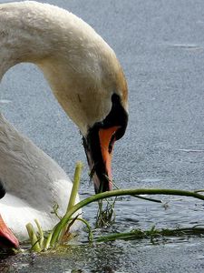 Preview wallpaper swans, birds, beak, water